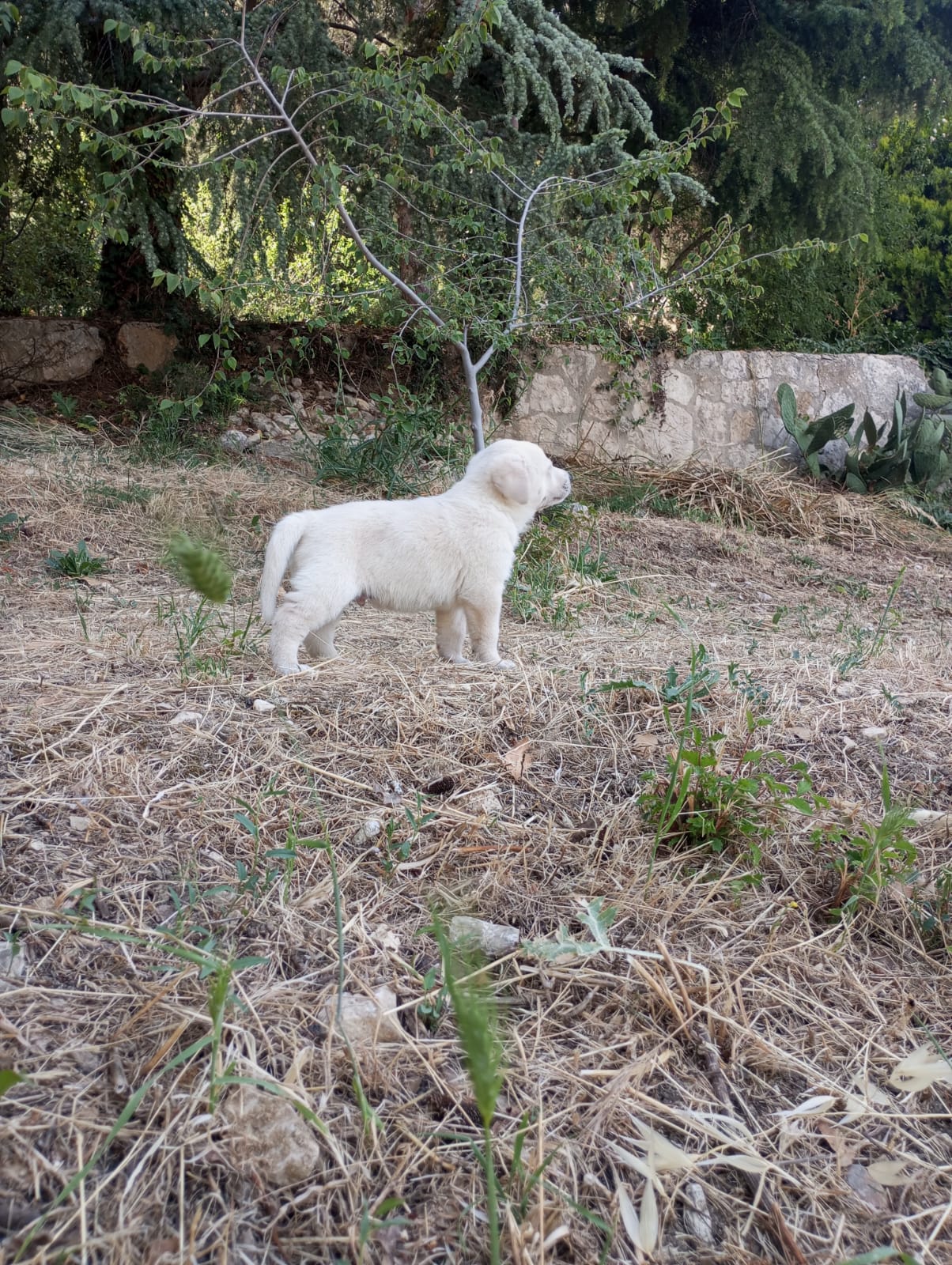 cerco cuccioli di cane in regalo